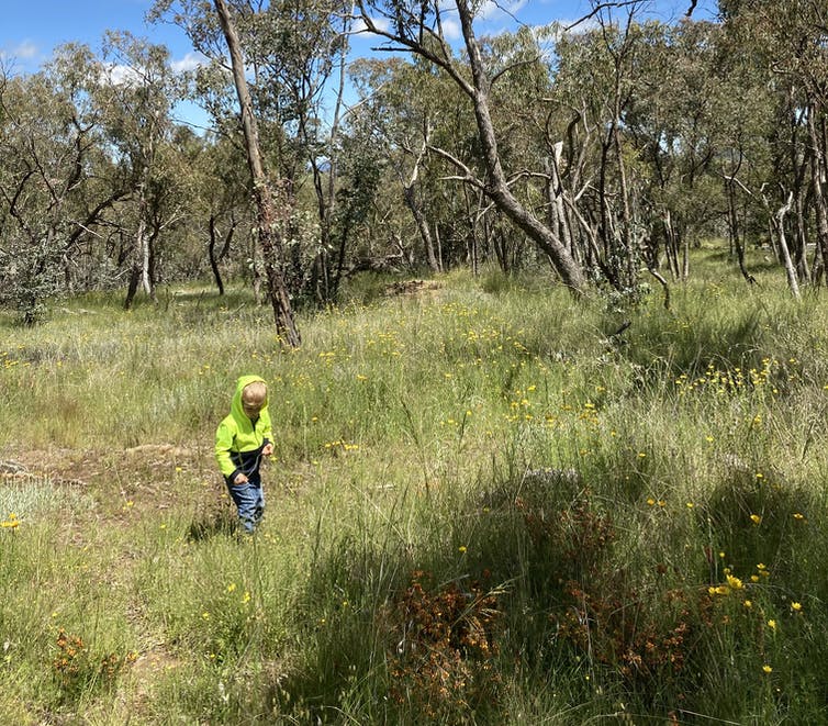 Person wearing high visibility jumper searching bushlands with thick grass for orchids. 