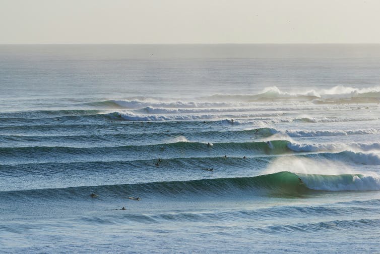 Rolling waves with surfers riding them into shore.