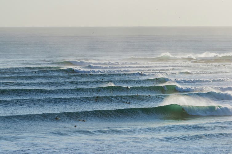 Rolling waves with surfers riding them into shore.