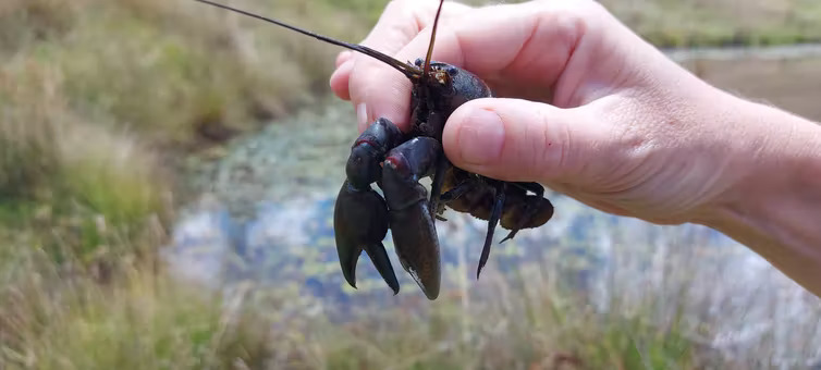 A common yabby being held over a natural outdoor wetland.