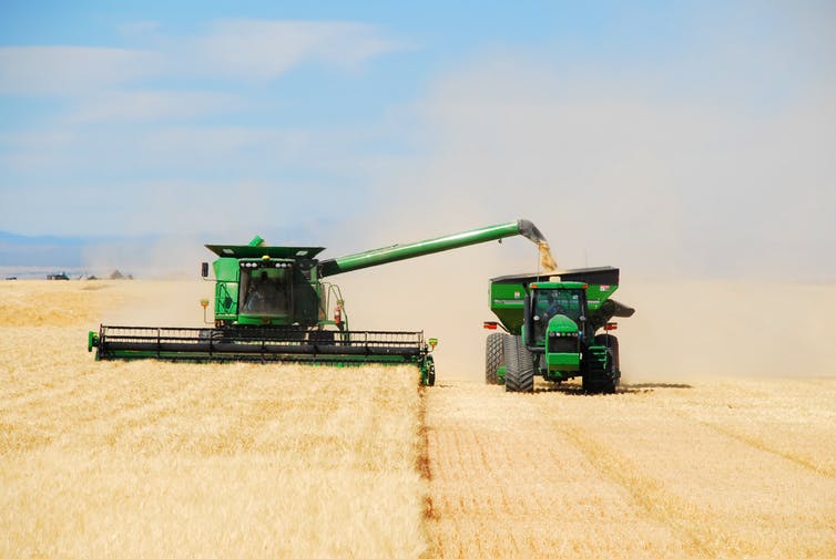 Grain being cut and fed into a tractor