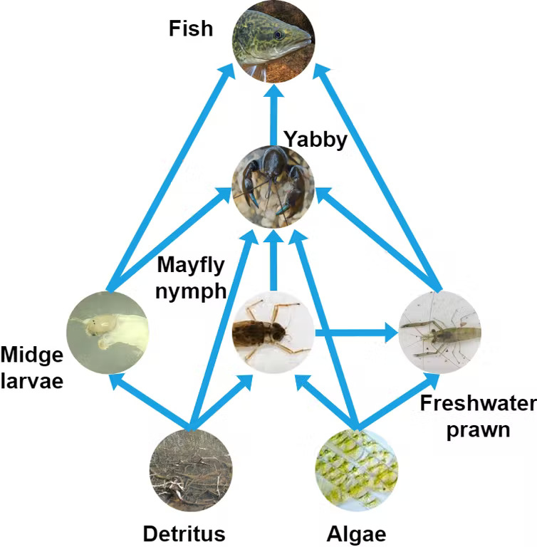 A food chain showing Algae, Freshwater prawns, Detritus, Midge larvae, Mayfly nymph, Yabby and Fish.