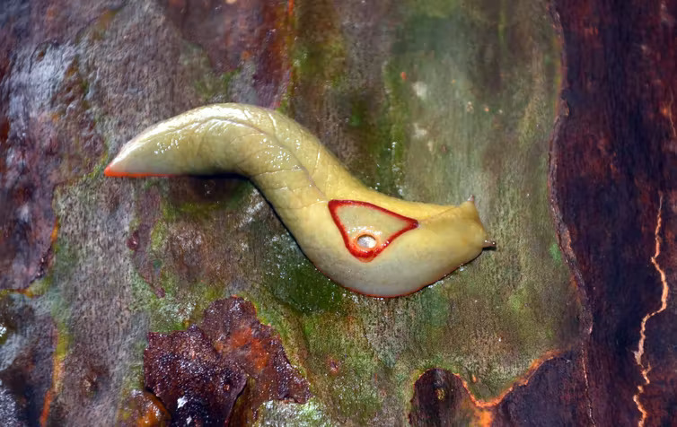 A slug with a red triangle on it