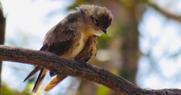 A photo of a bird in a tree