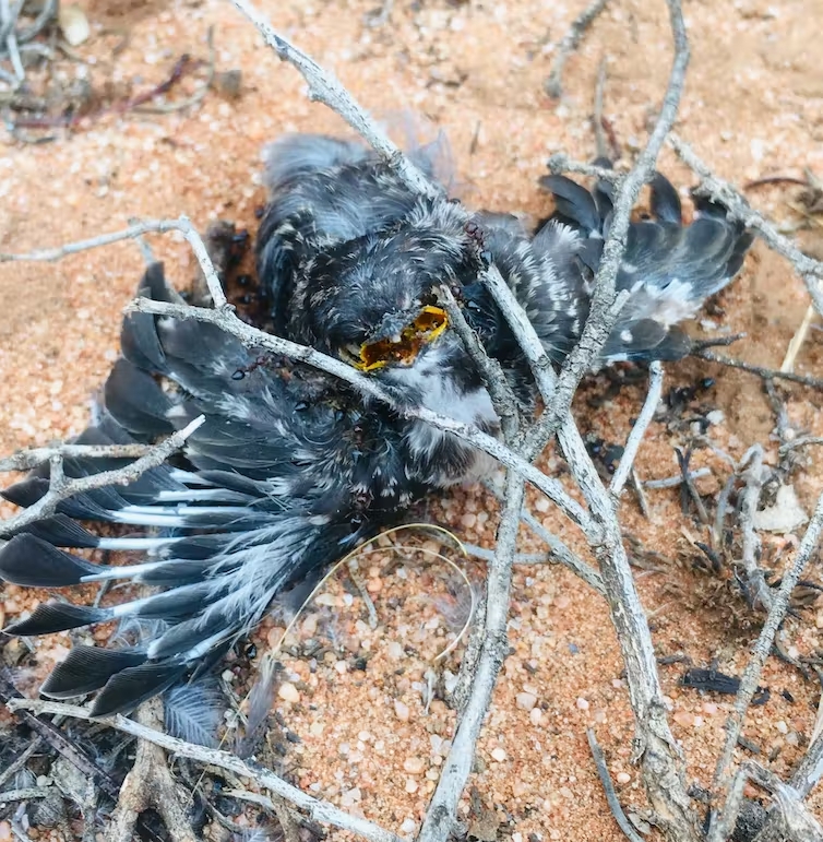 A photo of a deceased and decaying bird laying on the ground.