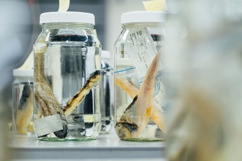 A photograph showing fish preserved in glass jars.