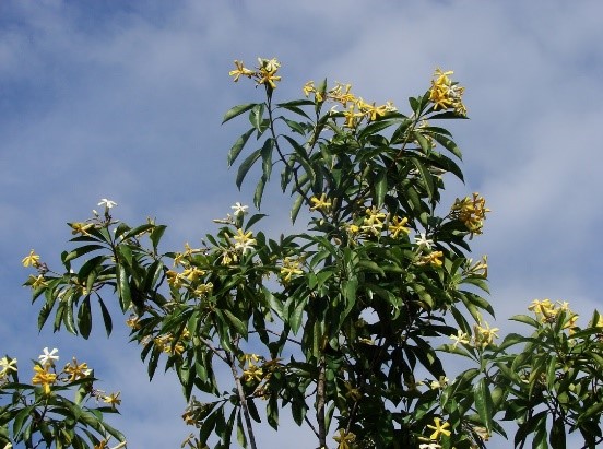 Frangipani trees have low flammability and are good to plant in bushfire prone areas