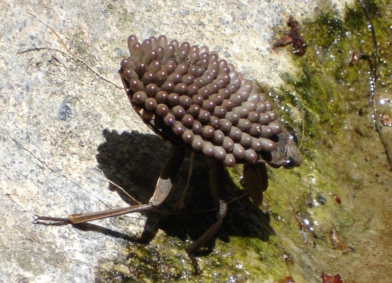 Abedus indentatus male with eggs on its back