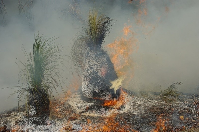 Grass trees can grow back after bushfires