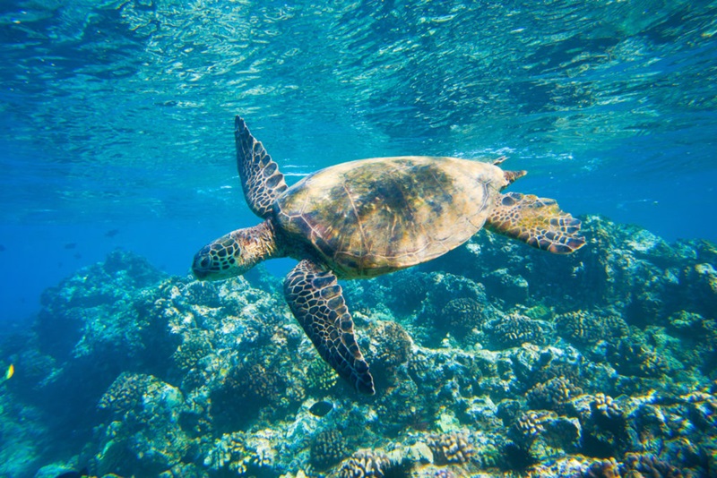 Green sea turtle swimming through a coral reef. 