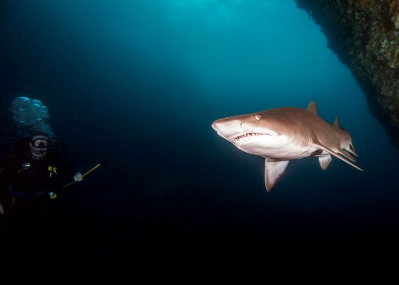 A SCUBA diver approaches a Grey Nurse Shark to obtain a tissue sample. Photo credit: David Harasti.