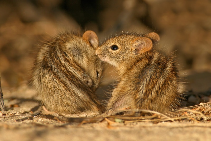 Two striped grass mice (Rhabdomys pumilio) in desert environment