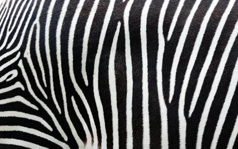The pattern on the zebra' s back must transform from vertical