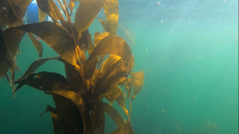 Picture of giant kelp underwater.