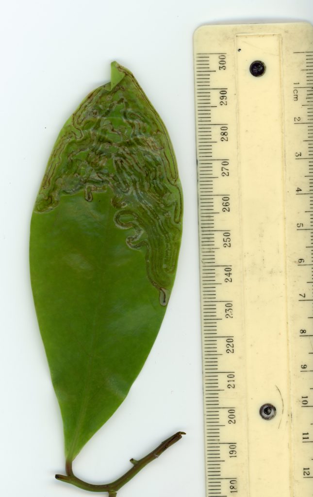 A leaf miner inside a leaf with a ruler showing the leaf to be around 12.5cm long.