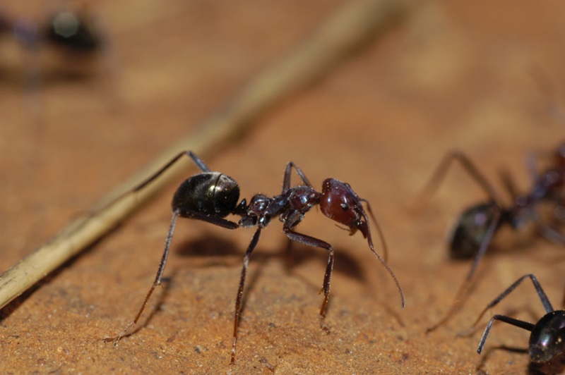That's gotta sting: how do Aussie insects measure up on the pain scale? -  CSIRO