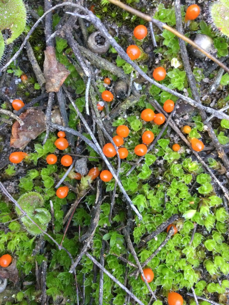 Image of light green moss with bright orange berries. 