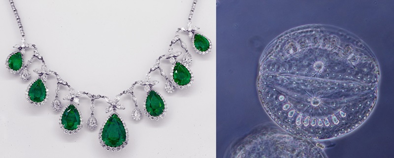 A silver and green necklace next to a microscopic image of a white organism.