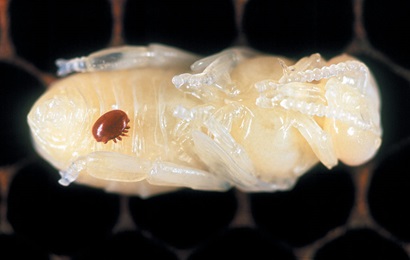 A pale coloured larval bee viewed from the underside with a small reddish brown mite attached to its abdomen.