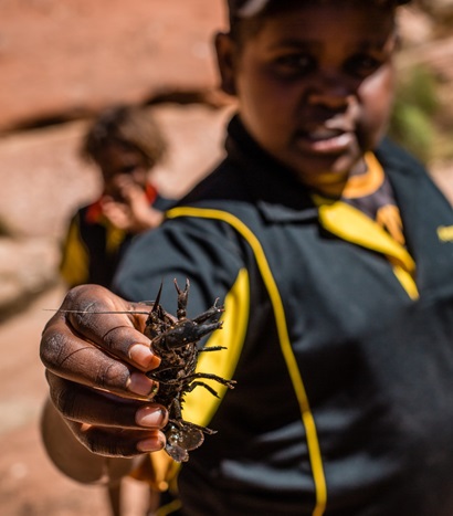 Areyonga student holding a yabby from Manta-Manta waterhole, during a science class.