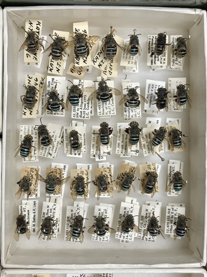 A box containing 35 bee specimens with blue striped abdomens.