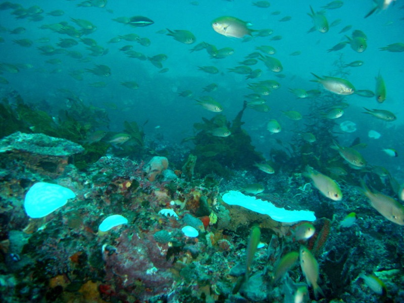 Underwater view of part of a coral reef showing a variety of fish as well as patches of healthy and bleached coral. 