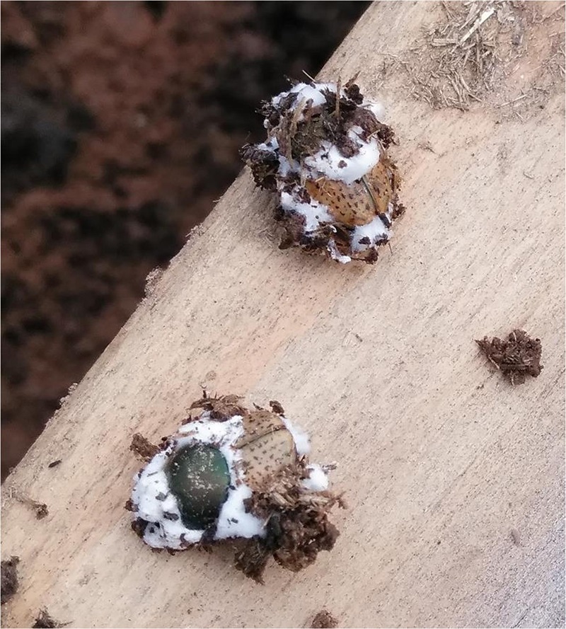 Two dead dung beetles covered in white fungus on a tree branch.