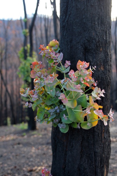 Green and pink leaves sprouting from the trunk of a burned eucalypt.
