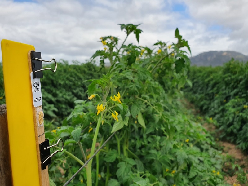 A yellow post with vegetable bug eggs in a tomato field.