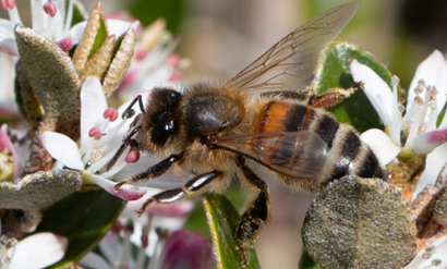 Close up of a bee on flowers with white petals and pink anthers.