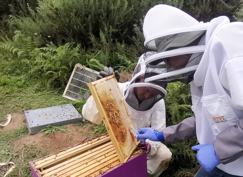 Two scientists dressed in bee suits lifting a frame from a bee hive and collecting honey in a tube.