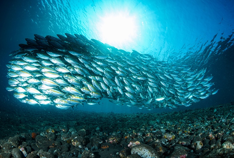 Silver fish swimming over a rocky reef with a bright blue background.