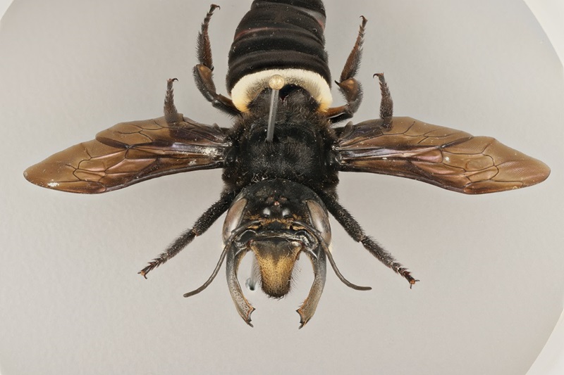 Close up of a bee specimen on a white background.