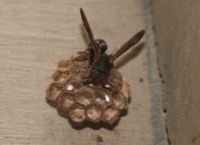 Paper wasp - Image credit - John Manger