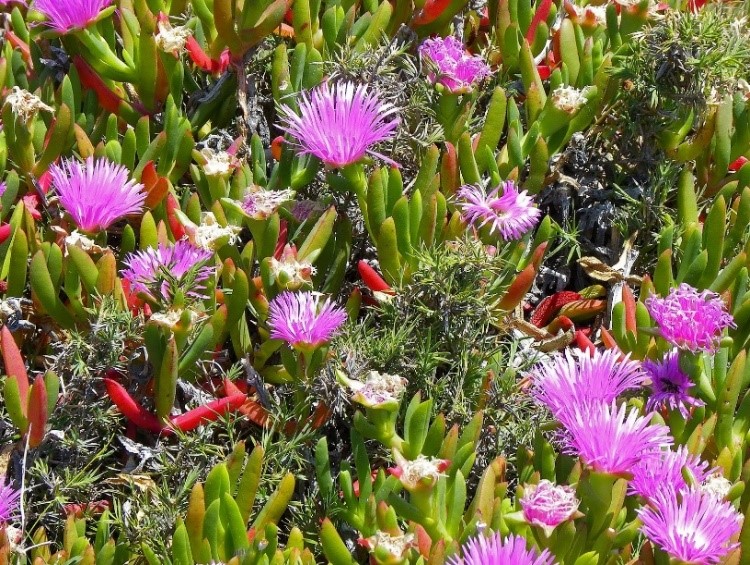 Pigface are bushfire resistant