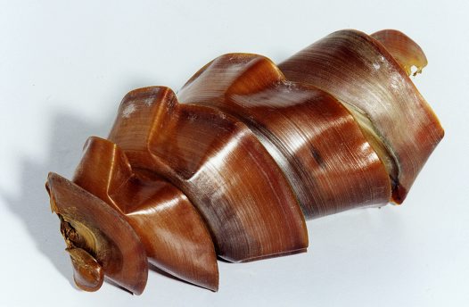 Spiral egg case of a Port Jackson Shark