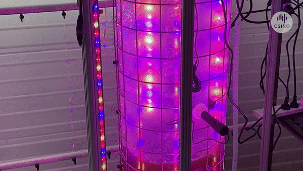 A video showing a pink glowing tank with hoses attached. The camera pans down to buckets with brown liquid food connecting to the other hoses. 