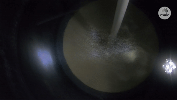A video of showing inside a tank housing thousands of prawn eggs. 