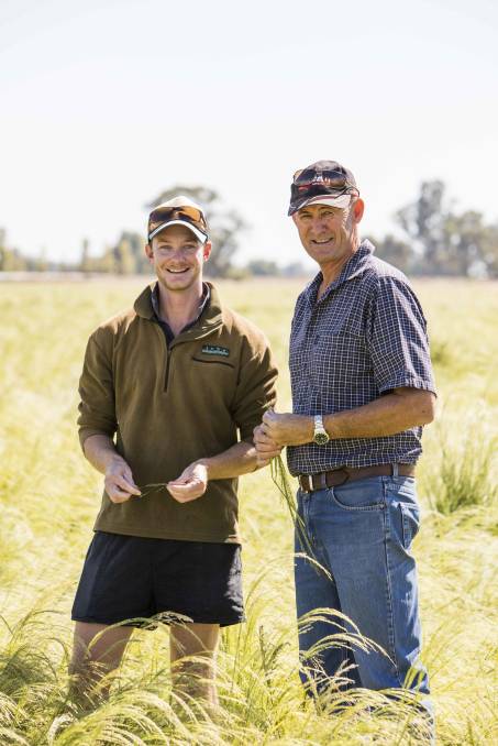 Two men standing in a field of teff crops