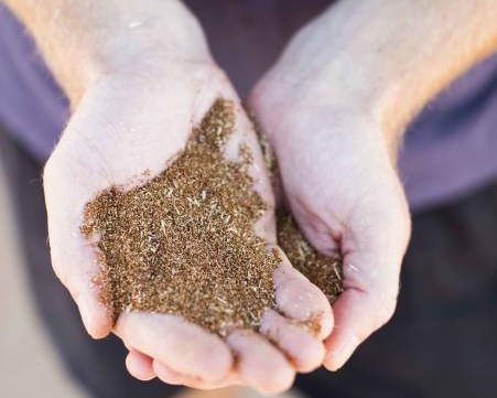 Person's hands holding teff grains