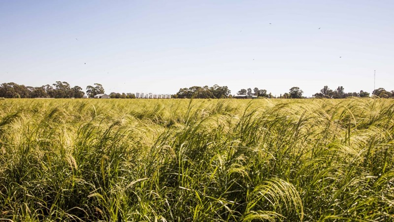 A field of Teff crops with trees in the background