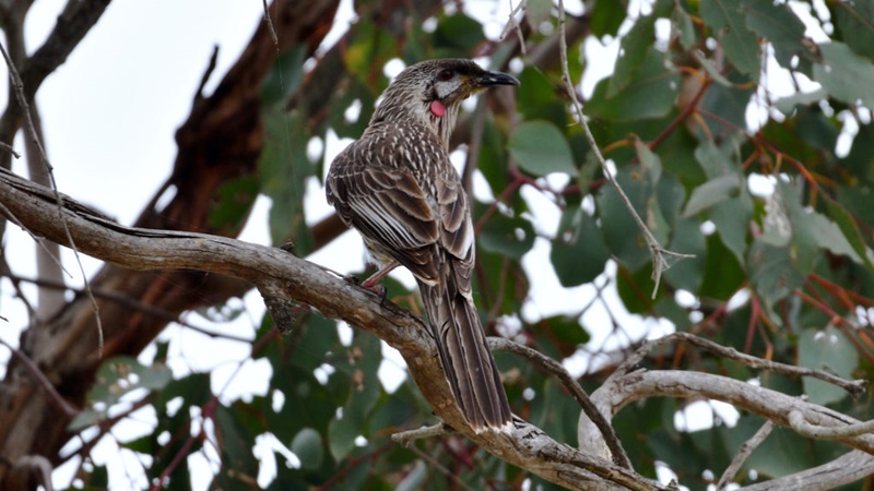 Red wattlebird with red fleshy cheek growth (wattle) and white and brown striped back perches on a dead tree branch.