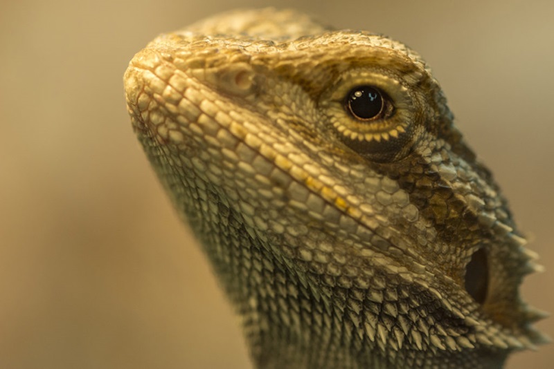 A close up of a bearded dragon’s face