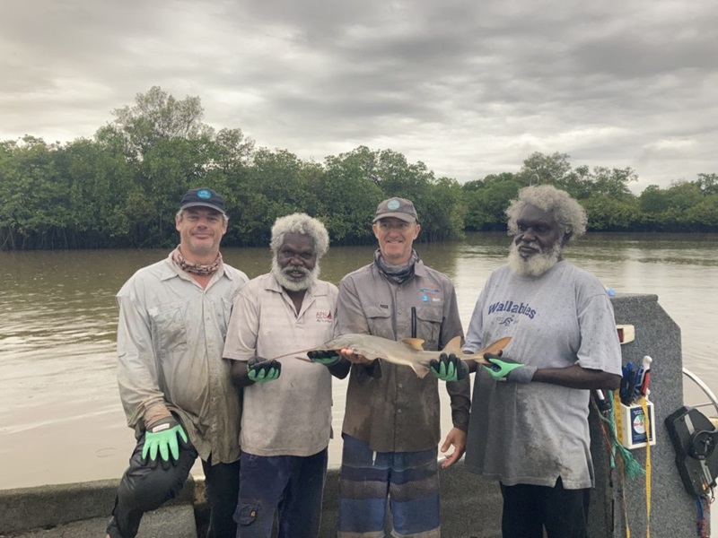 Four men holding a largetooth endangered sawfish.