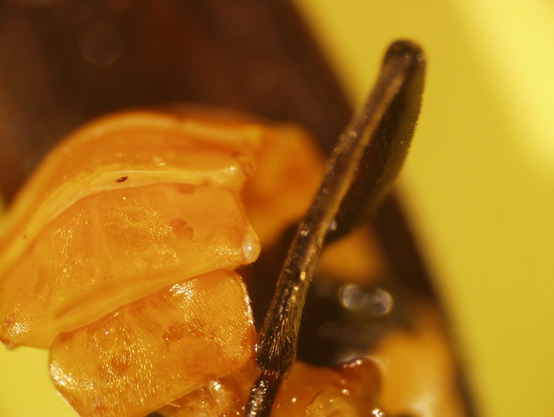 Close up image of the secreted fluid of a soldier beetle