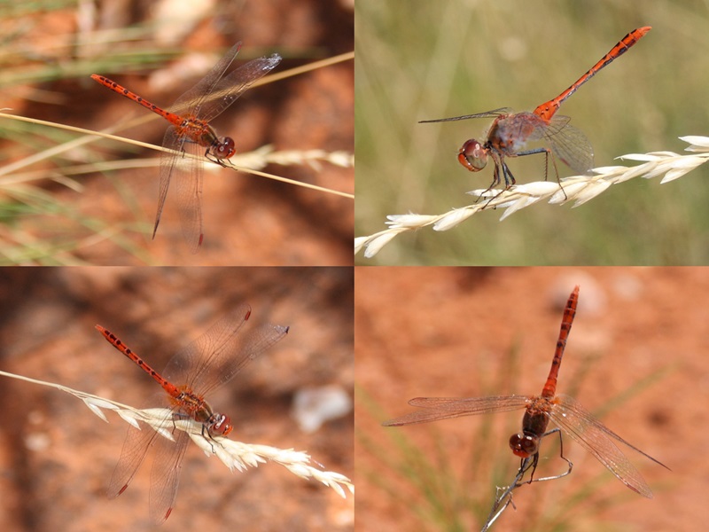 Red dragonflies