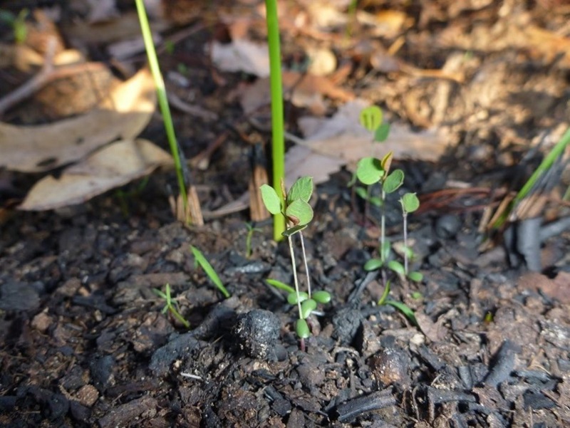 Seedlings germinating after bushfire