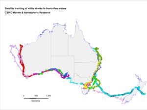 Satellite tracking of white sharks in Australia.