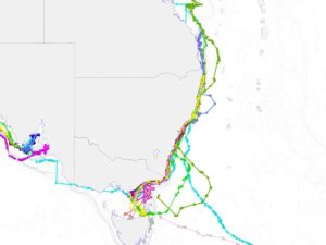 Satellite tracking of white sharks.