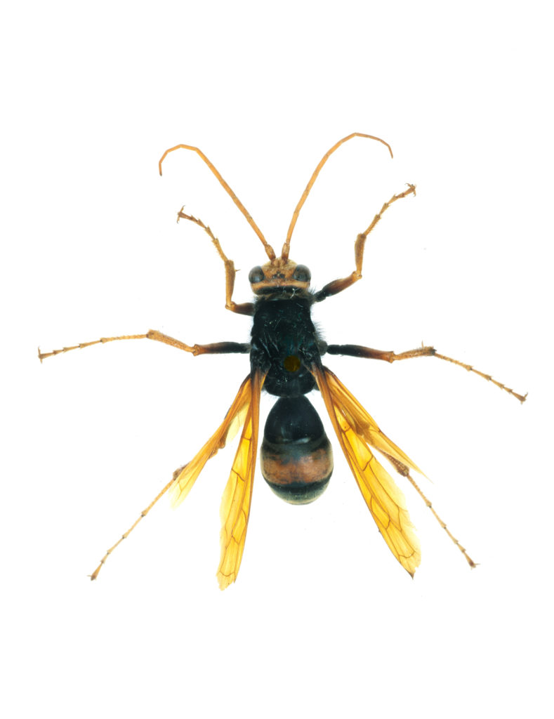 Spider Wasp